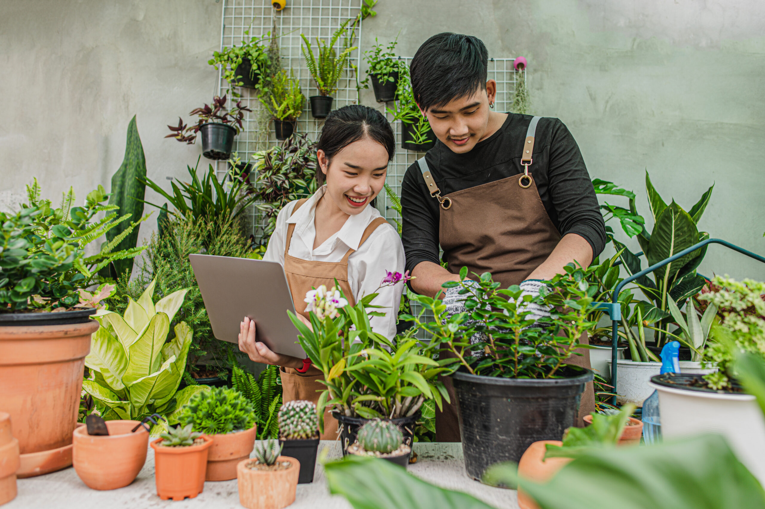 Happily Asian young gardener couple wearing apron use garden equipment and laptop computer to take care the house plants in greenhouse shop together, small business with green plant